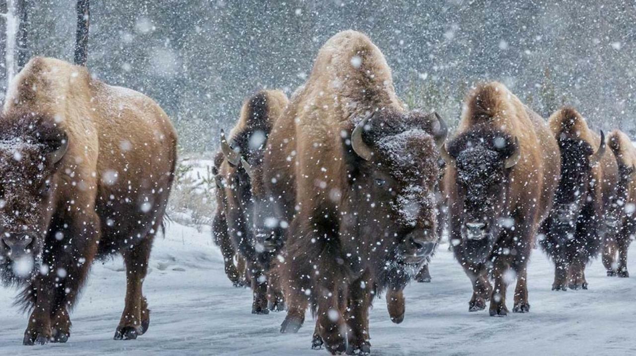 Cowboy'S Lodge Гардинер Экстерьер фото